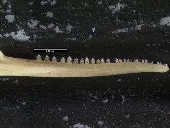Media type: image;   Herpetology R-125762